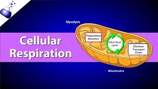 Cellular Respiration [upl. by Ganley]