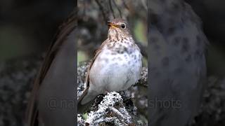 Hear the Swainsons Thrush Song [upl. by Petta]