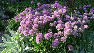 Evening SoundsBusy Bees among Ornamental Chives [upl. by Saum]