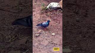 Pigeons  MNV  song music shortvideo shorts birds birdlovers pigeon pigeons [upl. by Broderick]