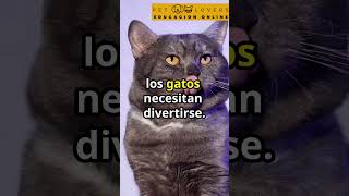 💥😱¿Por Qué mi Gato Maúlla Tanto Las Verdaderas Razones 🐱 gatos cosasdegatos [upl. by Lola]