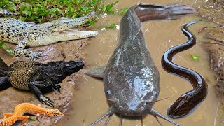 Tangkap ikan lele besar dalam lubang ikan hias ikan koi ikan mas gurame kurakura buaya belut [upl. by Bernadette922]