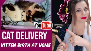 Persian Cat Giving Birth For The Very First Time  Symptoms Of Cat Labour  Kitten Birth At Home [upl. by Kho]