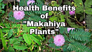 MAKAHIYA PLANT [upl. by Leiser]