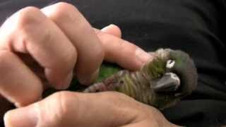 Green Cheek Conure Parrot  What they are like  Baby GCC [upl. by Reivaz]