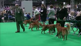 Nova Scotia Duck Tolling Retriever Crufts 2019 [upl. by Emeric318]