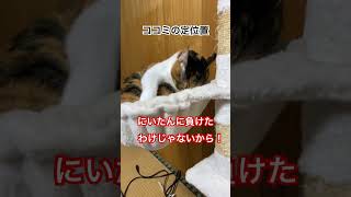 朝から座椅子を巡り兄妹喧嘩💦ココミ負けず嫌い猫多頭飼い三毛猫 [upl. by Nnylorac194]