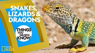 Cool Facts About Snakes Lizards amp Dragons  Things You Wanna Know [upl. by Salvatore]