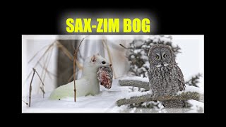 Winter Time in SaxZim Bog MinnesotaMoose Owls Ermine Oh My [upl. by Allissa]