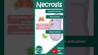 Necrosis explained in 1 minute  Pathology in 1 minutes [upl. by Reilly]