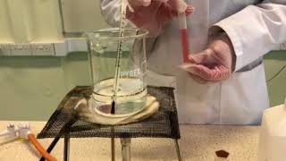 Catalysis demo Potassium sodium tartrate and hydrogen peroxide catalysed by Colbalt II chloride [upl. by Eceirehs94]