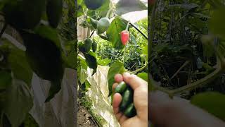 Cherry Peppers 🌶️ ytshorts youtubeshorts vegetables farming farmer youtube video [upl. by Monetta]