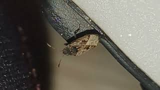 DirtColored Seed Bug Climbs On Shoe [upl. by Pressman692]