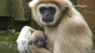 New Born Spring Baby For Gibbon Mother [upl. by Malita]