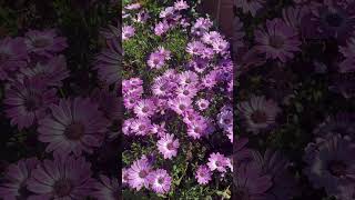 Aquilegia and daisy flowers springgarden garden [upl. by Llenehc915]