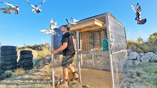 Flying My High Flyer Pigeons [upl. by Marlow]