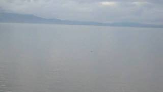 Porpoise in the Solway [upl. by Suiradal]