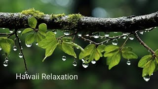 Pluie en Forêt  Détente Sommeil Acouphènes 🌱 Rain in Forest  Relax Sleep Tinnitus  SONOTHERAPIE [upl. by Lopez]