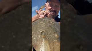 Guitarfish bite red hot this morning in the Southern California surf philfriedman surffishing [upl. by Berrie]