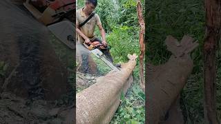 Stihl chainsaw fast wood cutting skills stihlchainsaw woodworking shorts [upl. by Esylla488]