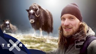 Wildlife Vlog MoschusOchsen in Norwegen  Fabian Mühlberger [upl. by Cirenoj]