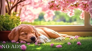 🐾 Música Relajante para Perros  Melodías Calmantes para Mascotas Ansiosas 🐶🎶 [upl. by Lokcin631]