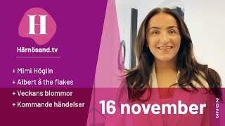 Härnösandtv – 16 november 2023 [upl. by Ynohtnaeoj810]