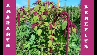 Benefits of Amaranth Leaves [upl. by Knowling]