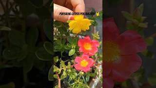 Pursalne cross pollination gardeningtips plantingseason shortvideo farishaimam pollinator [upl. by Parrie]