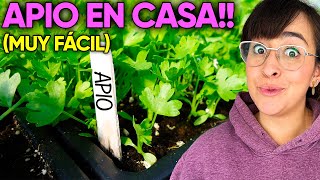 ✅ 5 CUIDADOS de la PLANTA de APIO 🌿 ¿Cómo SEMBRAR APIO en CASA [upl. by Darrelle893]