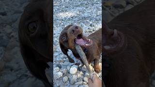 Delicious 🦴🐶 puppy dackel dachshund dog thedailydackel gracethedachshund funny wienerdog [upl. by Gallard]