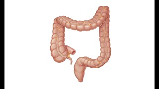 Large Intestine 5 Parts [upl. by Aribold139]