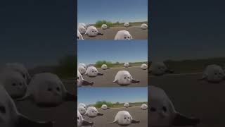 Bouncing Seals to Bemax  Boing Boing [upl. by Switzer168]