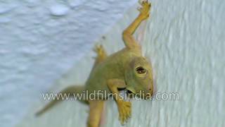 Gecko Lizard  common Indian city chipkali [upl. by Gillian]