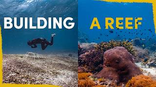 Were restoring a dying coral reef  heres how [upl. by Toft733]