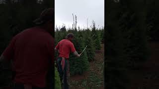 Así se podas los pinos de navidad  Puro OREGON [upl. by Ahsiekal]