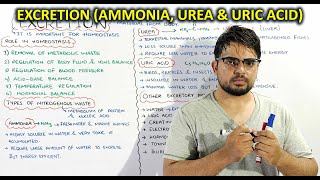 Excretion amp its role in Homeostasis Types of Nitrogenous wastes Ammonia Urea amp Uric acid [upl. by Pete]