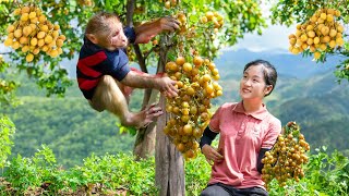 Harvesting Kumquat Goes to the market sell  Lý Thị Ngọc [upl. by Anawak]