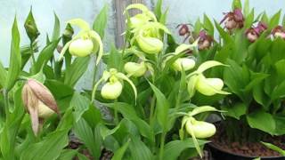 Cypripediums in pots [upl. by Mundt]