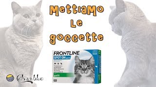 Mettiamo le goccette Frontline Gatto [upl. by Ollie]