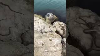 😱😱snake islands Exploring the Most Dangerous Snake Island in the World🐍 [upl. by Pirbhai]