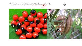 DEFINE ABRUS PRECATORIUSरत्ती  गुंजाROSARY PEA  Organic irritant poisonFORENSIC SCIENCE [upl. by Wilkins662]