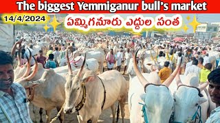 ఏమ్మిగనూరు ఆదివారం ఎద్దుల సంతసంతలో ధరలుYemmiganur Sunday bulls marketOxen price videos [upl. by Pacificia326]