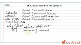 Stipules are modified into spines in [upl. by Obbard]