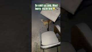 Snowy day Hazel Ann 🐾❄️🌨️ dogsofyoutube furkids snow [upl. by Klatt]