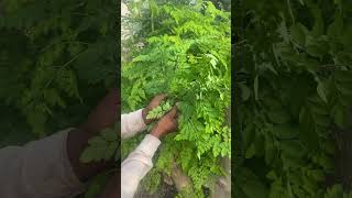 Most nutritious super food plant in the world farming gardening plants shorts anjrural [upl. by Aiyotal]