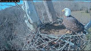 Nov 11 2024  Scouts Food Caper  He Does Not Want to Share His Meal  NCTC Bald Eagle Nest [upl. by Benedic]