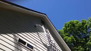 Bat Hand Removal from the inside of a gable vent  Southern Wildlife Management Cumming Georgia [upl. by Ahsiemal542]