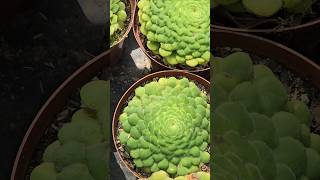 Aeonium tabuliforme  Succulent Dinner plate aeeonium [upl. by Assir]