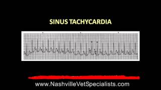 Nashville Vet Specialists Anesthesia Issues [upl. by Atnoved]